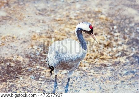 Crane Bird In Nature In The Park Photo Weekend