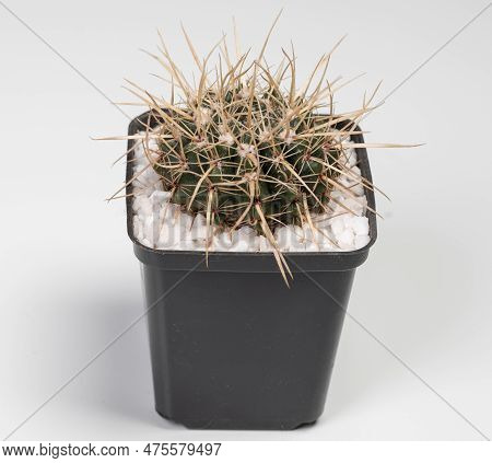 Notocactus Mammulosus Cactus. Isolated On White Background