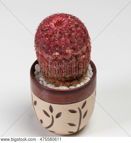 Echinocereus Rigidissimus Rubispinus Arizona Rainbow Cactus Or Rainbow Hedgehog Cactus