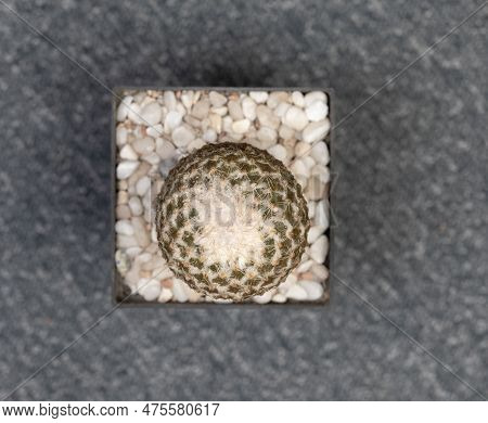 Pelecyphora Strobiliformis Cactus. Isolated On White Background