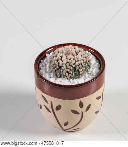 Astrophytum Asterias Hanazono Cactus. Isolated On White Background