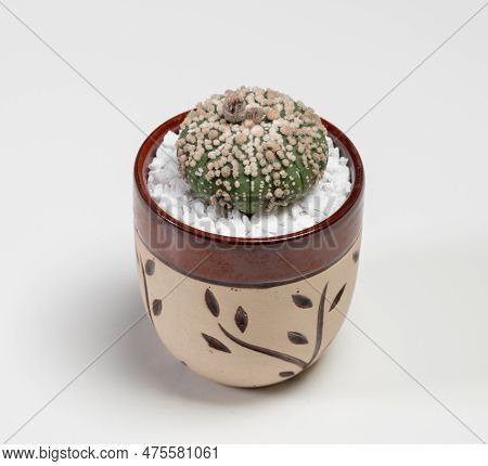 Astrophytum Asterias Hanazono Cactus. Isolated On White Background