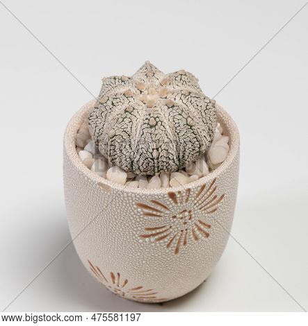 Astrophytum Super Kabuto Snow Type Cactus. Isolated On White Background