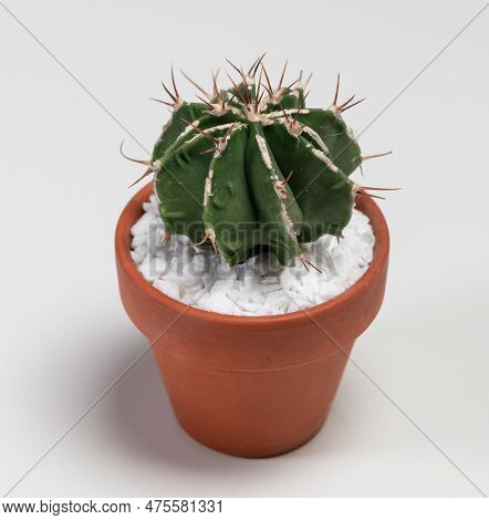 Astrophytum Ornatum Fukuryu Hania Cactus. Isolated On White Background