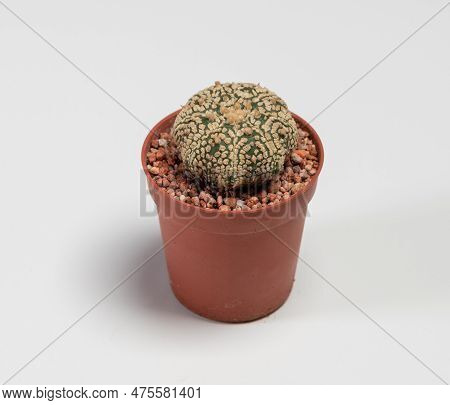 Astrophytum Asterias Super Kabuto Gold Miracle Cactus. Isolated On White Background