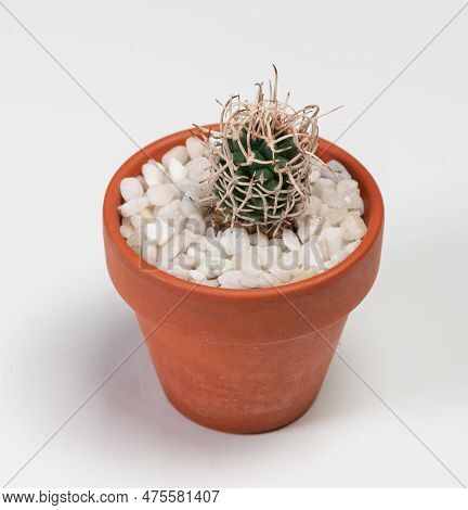Pediocactus Peeblesianus Cactus. Isolated On White Background