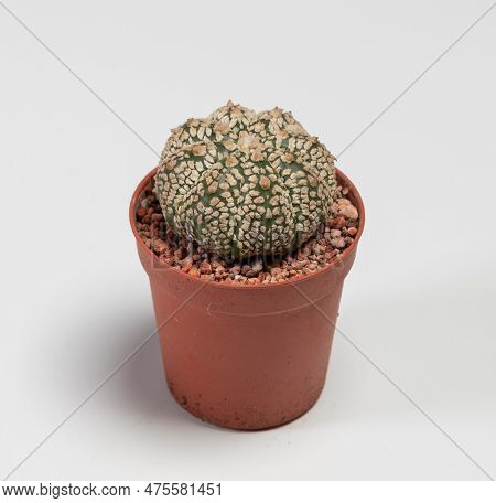 Astrophytum Asterias Super Kabuto Gold Cactus. Isolated On White Background
