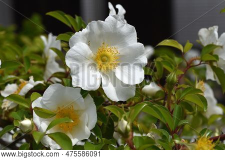 Cherokee Rose ( Rosa Laevigata ) Flowers. Rosaceae Vine Shrub. Blooms White Five-petaled Flowers Fro