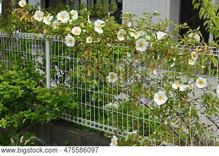 Cherokee Rose ( Rosa Laevigata ) Flowers. Rosaceae Vine Shrub. Blooms White Five-petaled Flowers Fro