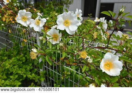 Cherokee Rose ( Rosa Laevigata ) Flowers. Rosaceae Vine Shrub. Blooms White Five-petaled Flowers Fro