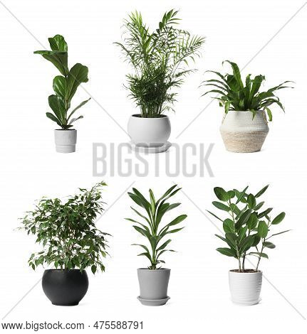 Collage With Different Potted Plants On White Background. House Decor