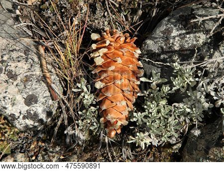 Limber Pine (pinus Flexilis) Cone On The Ground In Beartooth Mountains, Montana
