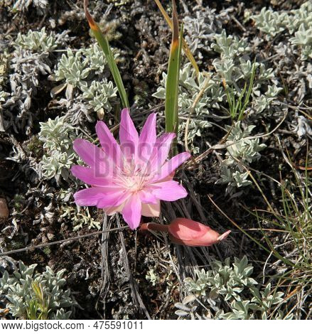 Bitterroot (lewisia Rediviva) Pink Wildflower In Beartooth Mountains, Montana