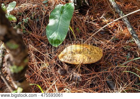 A Young Edible Mushroom - Obabok - Leccinum Lepidum, Makes Their Way Through A Layer Of Grass And Ne