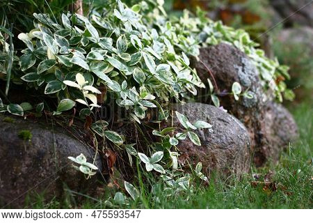 Summer Evening In A Decorative Garden. The Poecilophyllous Vinca Creeps On Stones, Decorating Them. 