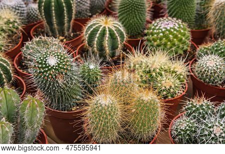 Collection Of Cactus Plants In Pots As A Background. Various Cacti Mix In The Greenhouse. Tropical S