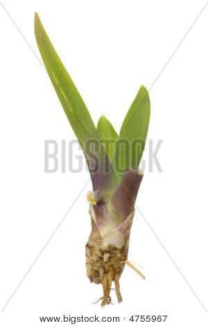 Listů a oddenků okrasných Iris