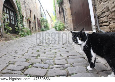 A Black Cat In Cordes-sur-ciel, The Beautiful Village In France