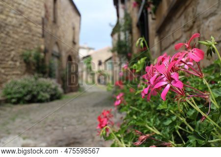 Ivy-leaved Pelargonium Flowers In Cordes-sur-ciel, The Beautiful Village In France