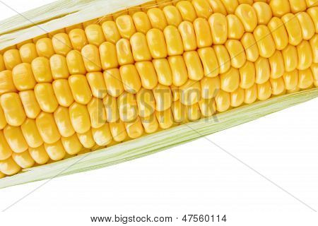 Cob Of Corn