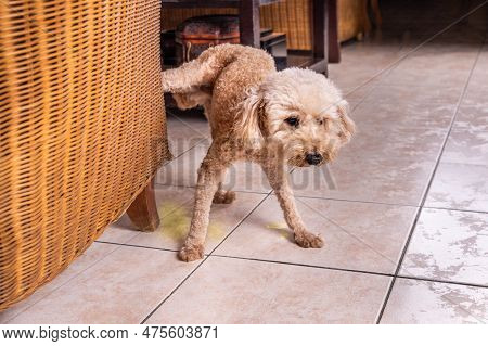 Male Poodle Pet Dog Pee Urinate Inside Home Onto Furniture To Mark Territory.