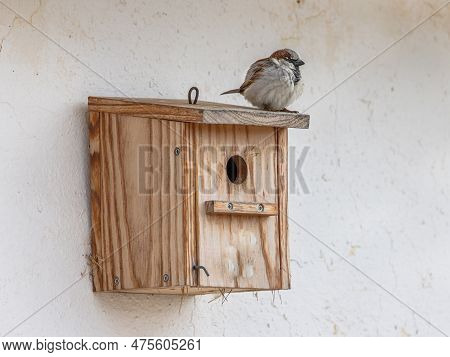 House Sparrow (passer Domesticus) Breeding In A Nestbox. This Is Quite Unusual For This Species. Nor