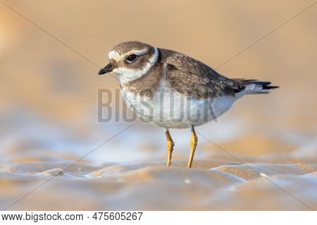 Juvenile Ringed Plover (charadrius Hiaticula). This Is A Small Plover That Breeds In Arctic Eurasia.