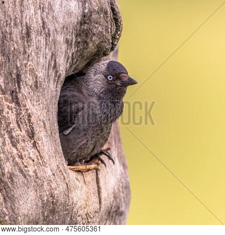Western Jackdaw (coloeus Monedula) Bird Looking From Tree Cavity Breeding Location On Bright Backgro