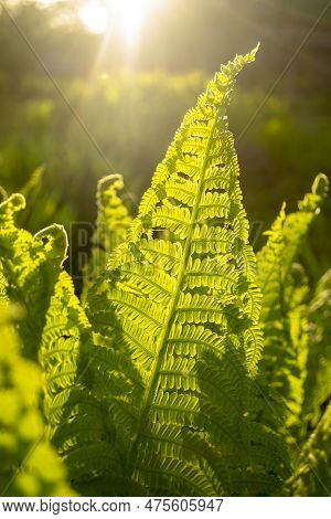 Beautiful Fern Leaf In The Light Of The Sun. Young Fern Leaves Are Illuminated By The Sun. Sunrise O