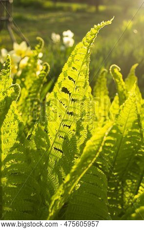 At Dawn, The Sun Beautifully Illuminates The Fern. Beautiful Fern Leaves In The Rays Of Sunlight. Di