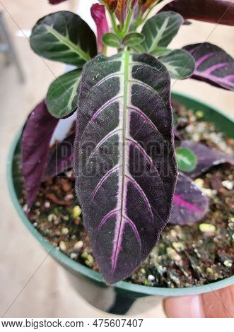 Dark Velvety Purple Leaf Of Ruella Makoni