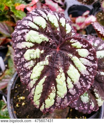 The Vibrant Color Leaf Of Begonia Rex Fireworks, An Annual Plant
