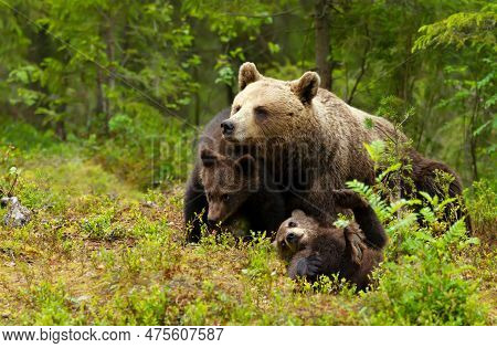 Close Up Of Female Eurasian Brown Bear (ursos Arctos) And Her Playful Cubs In Boreal Forest, Finland