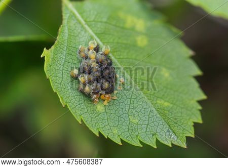 A Cluster Of Many Small Baby Spiders. Many Little Cross Spiders.