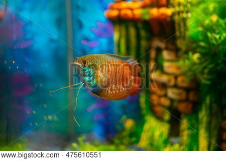 Lalius, Colisa Lalia Fish In A Home Aquarium