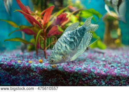 Opaline Gourami, Trichopodus Trichopterus, Feeding Fish In A Home Aquarium