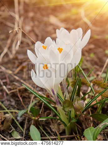 White Crocuses Growing On The Ground In Early Spring. First Spring Flowers Blooming In Garden. Sprin