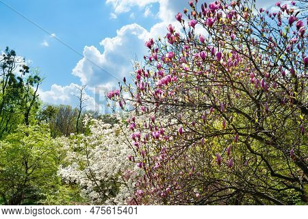 Magnolia Bloom. Blooming Magnolia Flowers On The Branches. Pink Magnolia Trees In The Spring Botanic