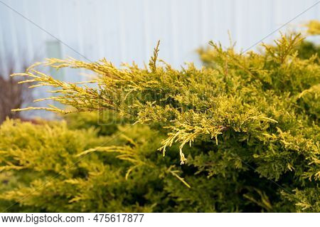 Juniperus In The Springtime With New Growth And Selective Focues