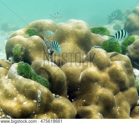 View Of The Corals In Seychelles Island