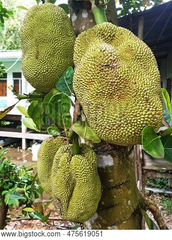 Close Up Of Breadfruit. Tropical Fruit On The Breadfruit Tree. Food And Agriculture Of The French An