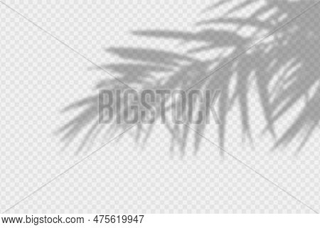 Shadow Overlay Of Palm Tree Branch. Transparent Overlay Shadow Effect From Tropical Palm Leaves. Rea
