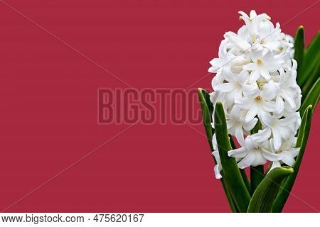 Beautiful White Blooming Hyacinths On Red Background. Wedding Or Birthday Invitations. Mother's Day,