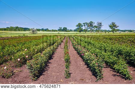 Field Of Roses On A Rose Nusery In The Countryside