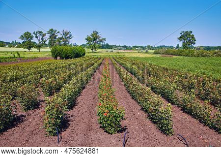 Huge Rose Garden In A Greenhouse With Many Flowers