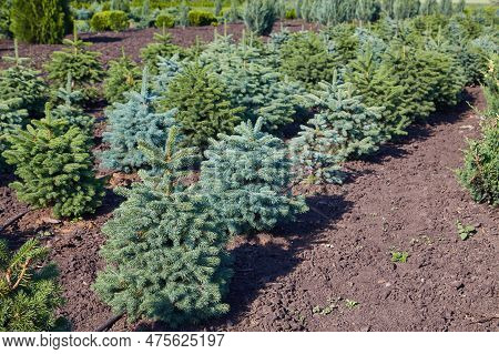 Green Coniferous Plants In The Nursery.