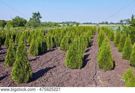 Thuja Occidentalis In Garden Center.