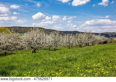 Cherry Blossom On The Hills At Pretzfeld, Germany In Franconian Switzerland. A Famous Region For Fru