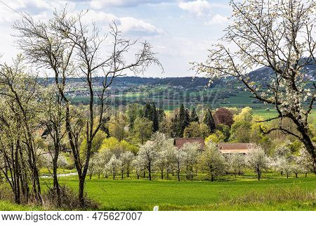 Cherry Blossom On The Hills At Pretzfeld, Germany In Franconian Switzerland. A Famous Region For Fru