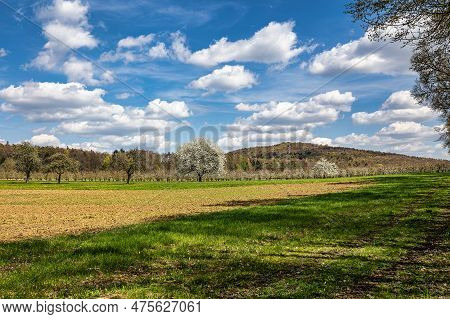 Cherry Blossom On The Hills At Pretzfeld, Germany In Franconian Switzerland. A Famous Region For Fru